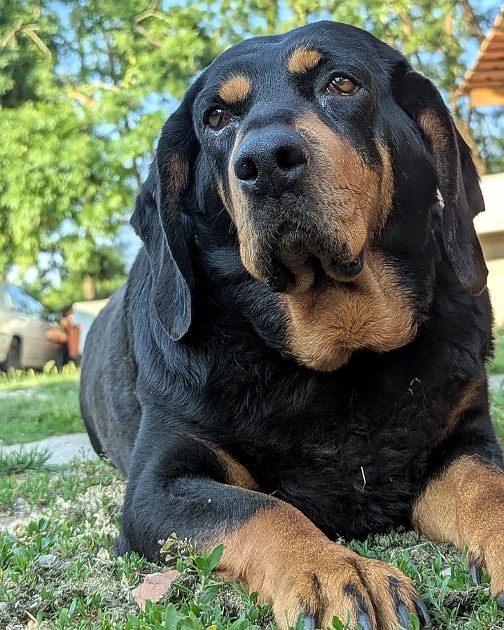 Bella, one of the pets behind Teranima