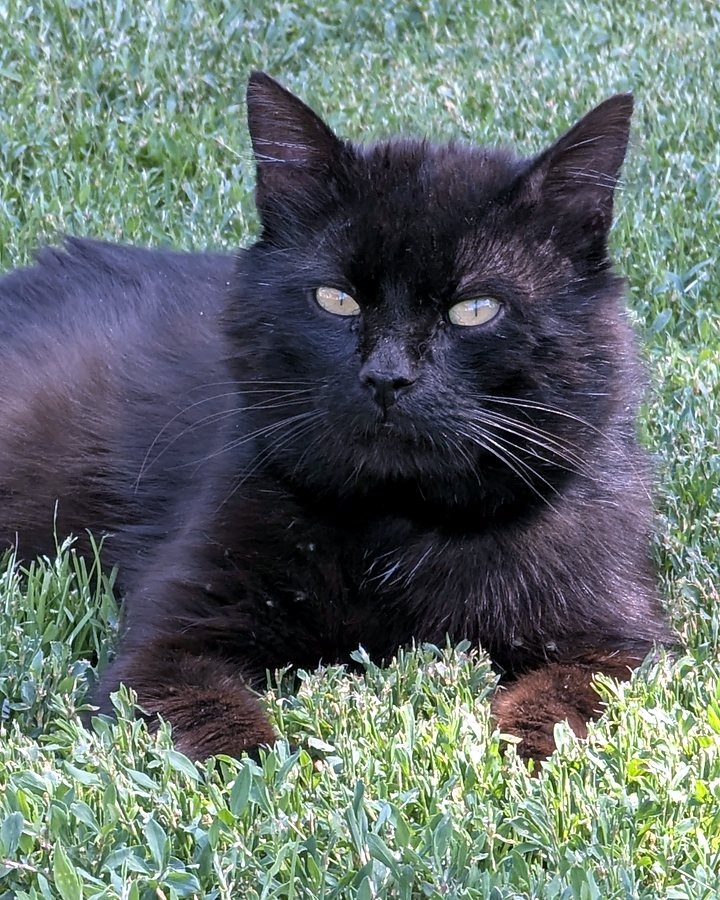 Blacky, one of the pets behind Teranima
