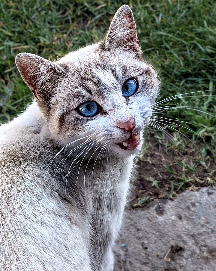 Nina, one of the pets behind Teranima