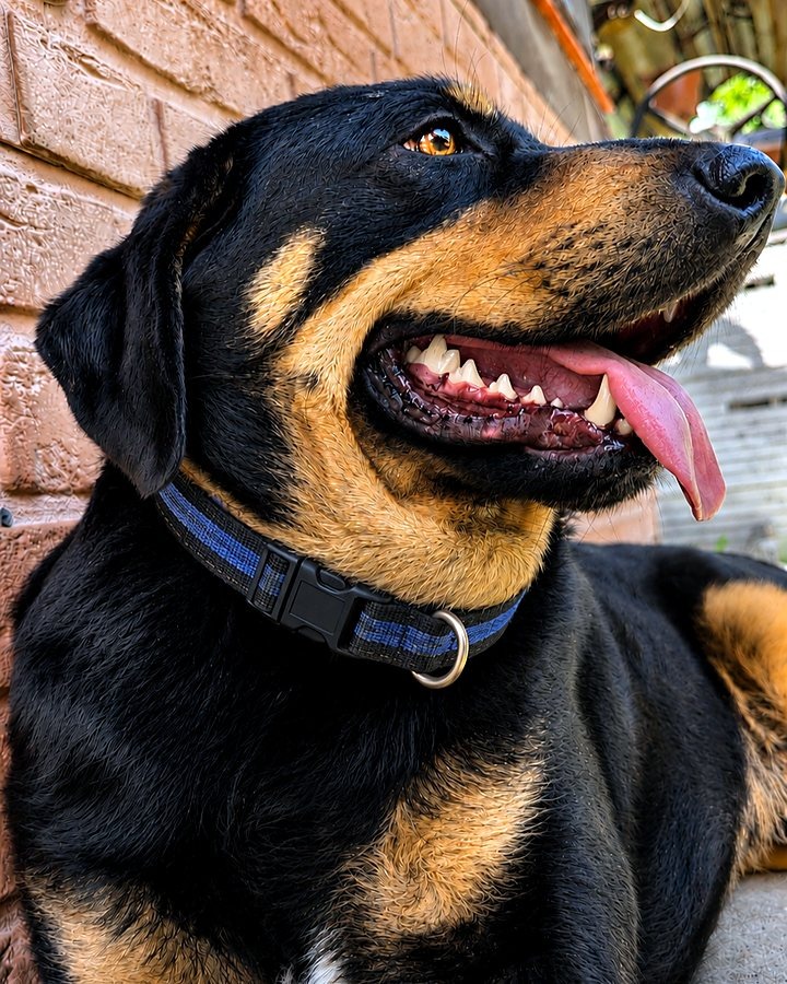 Thor, one of the pets behind Teranima