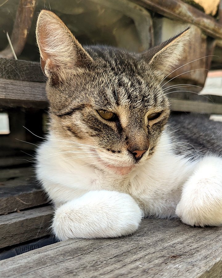 Tommy, one of the pets behind Teranima