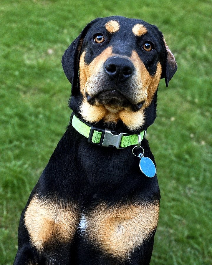 Zeus, one of the pets behind Teranima